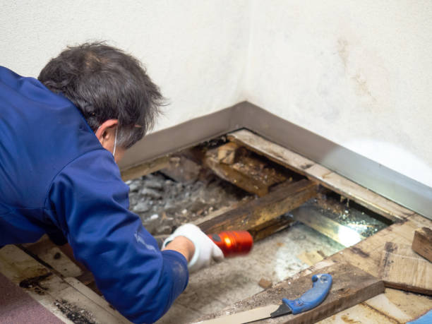 Best Mold Damage Repair  in Mount Carmel, TN