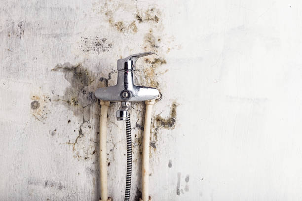 Best Commercial Mold Removal  in Mount Carmel, TN