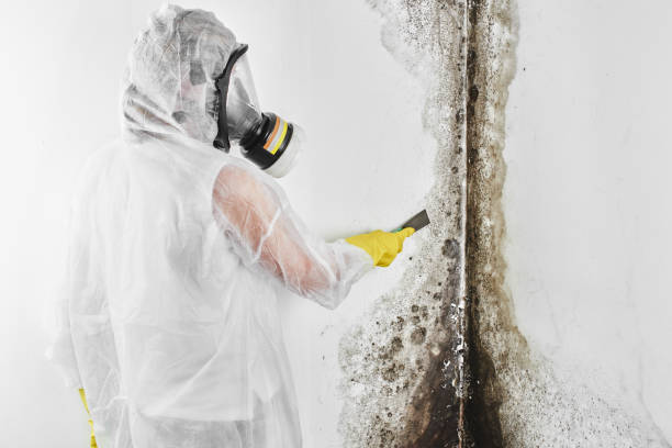 Trusted Mount Carmel, TN Mold Removal Experts