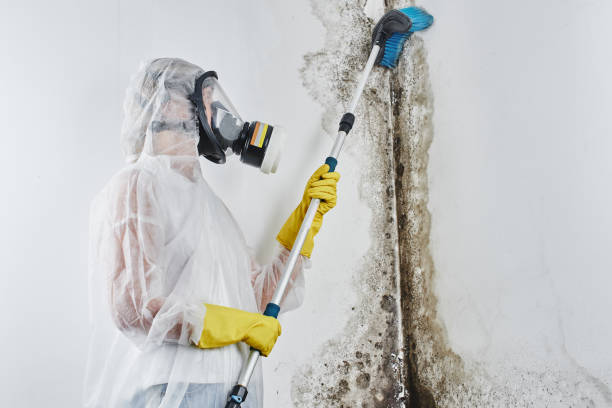 Best Certified Mold Removal  in Mount Carmel, TN