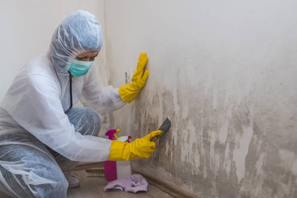 Home Mold Removal in Mount Carmel, TN