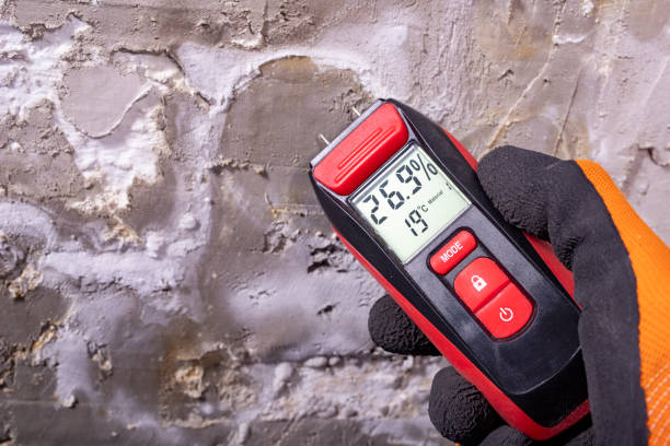 Best Black Mold Removal  in Mount Carmel, TN