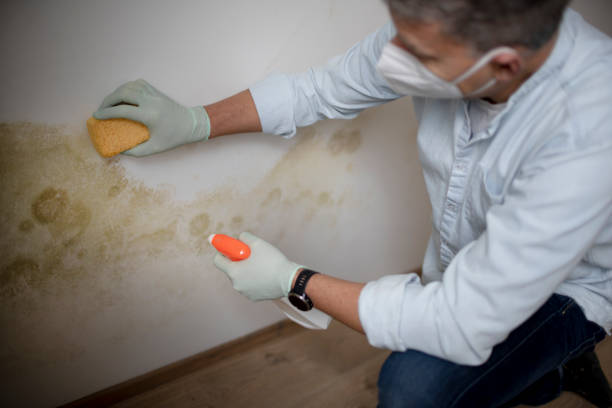 Best Mold Removal Company Near Me  in Mount Carmel, TN