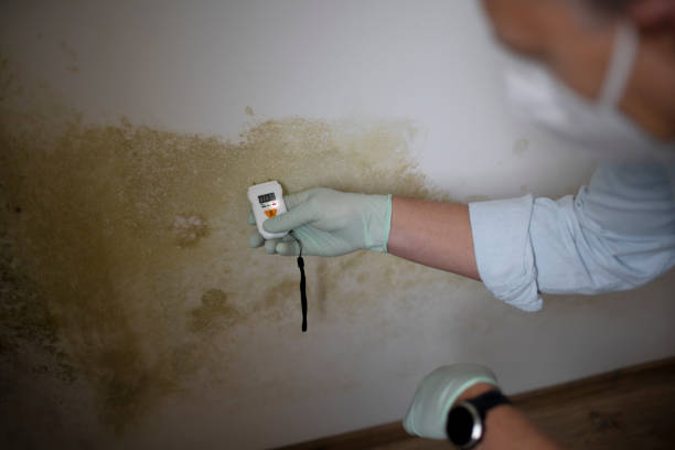 Best Fast Mold Removal  in Mount Carmel, TN