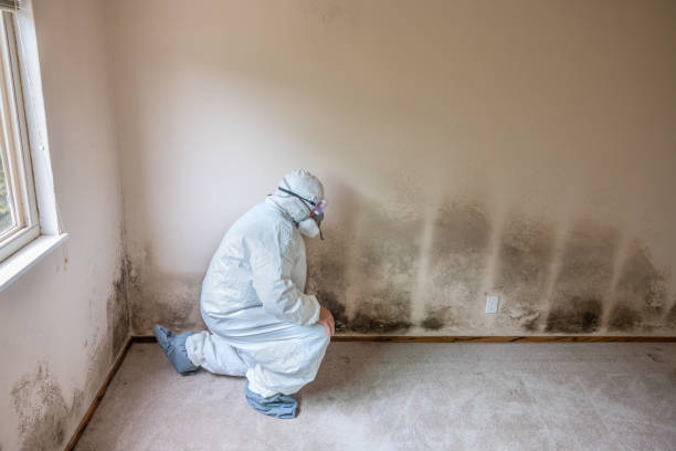 Best Same-Day Mold Removal  in Mount Carmel, TN