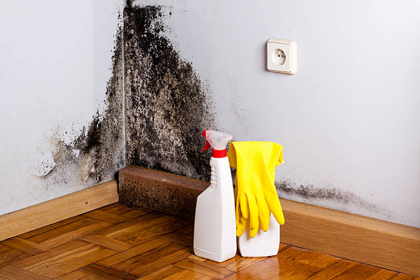 Best Toxic Mold Removal  in Mount Carmel, TN