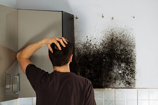 Best Professional Mold Removal  in Mount Carmel, TN