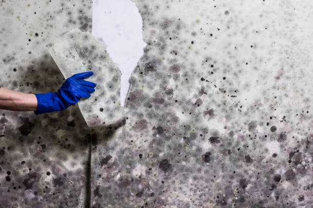 Best Home Mold Removal  in Mount Carmel, TN